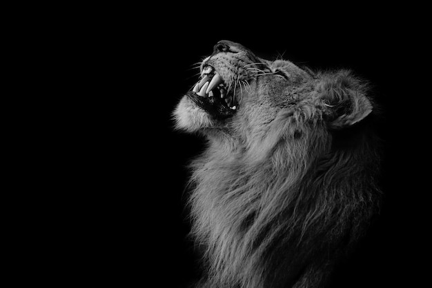 Grayscale portrait of an angry lion against a black background