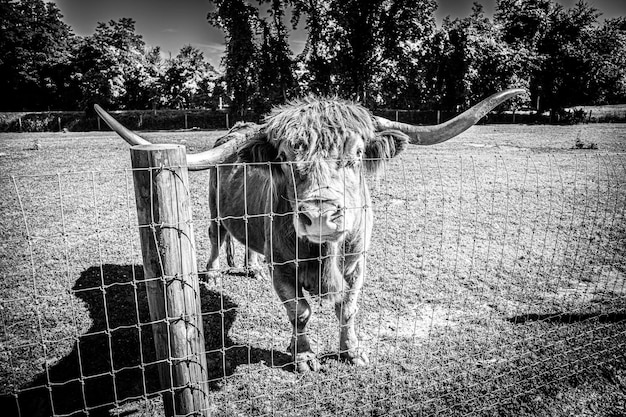 Grayscale shot of a wild cattle with long horns behind a fence