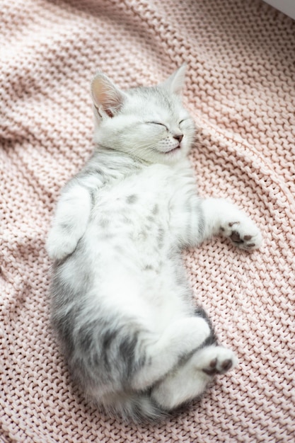 A graywhite striped kitten of the British breed sleeps on a knitted pink plaid Pets Lifestyle Tenderness