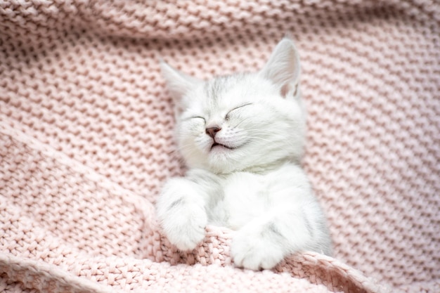 A graywhite striped kitten of the British breed sleeps on a knitted pink plaid Pets Lifestyle Tenderness