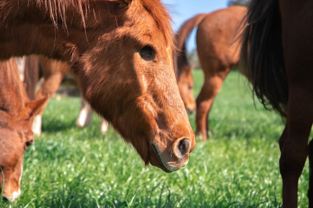 Grazing brown old horse without an eye in green grass paddock during spring next to wild horses