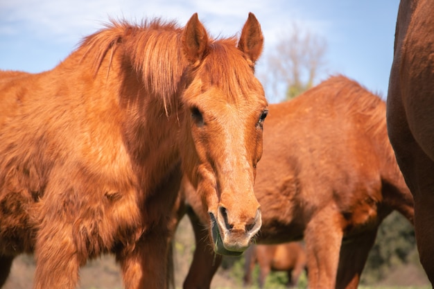 Grazing brown old horse without an eye in green grass paddock during spring next to wild horses