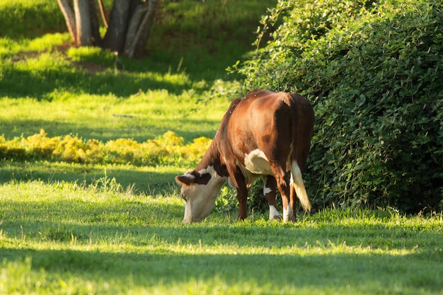 Grazing Cow in Green Pasture