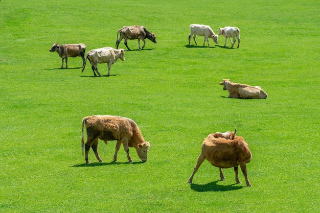 Photo grazing cows on a mountain green pasture