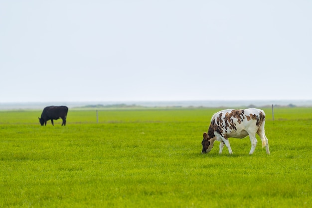 Grazing cows in volcanic landscape , Iceland 