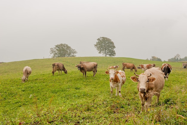 Grazing cows