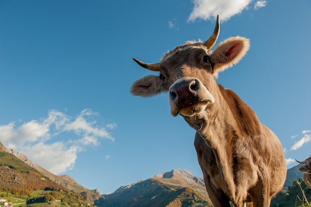 Grazing cows