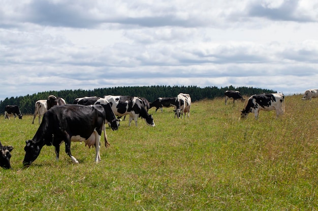 Grazing a herd of cows in a field with green grass in summer