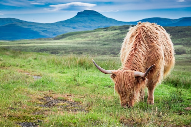 Grazing highland cow in Scotland in United Kingdom