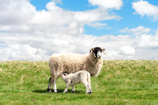 The grazing sheep and lamb on the meadow in Peak District against the blue sky