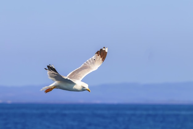 Great black backed gull in flight over the sea