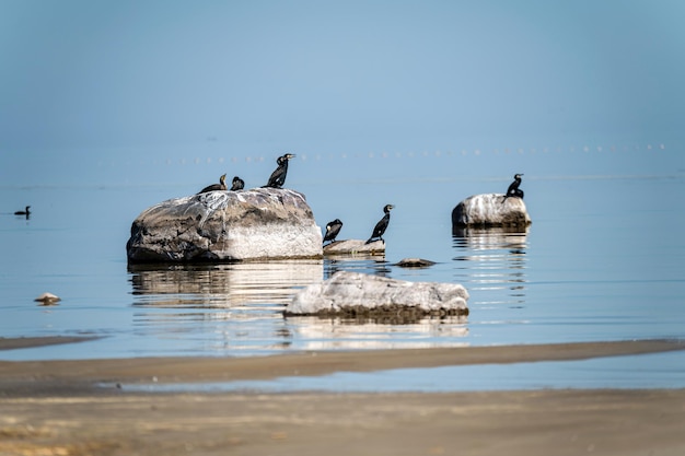 Great black cormorant sits on the rock in a Baltic Sea Latvia