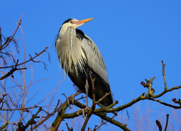 great blue heron ardea cinerea