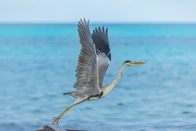 Great blue Heron fly away with wings wide in Maldives. Seaside, shore marine wildlife background