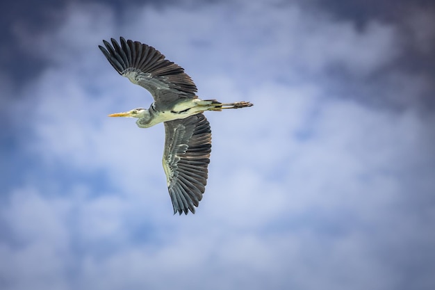 Great blue heron flying against dramatic beautiful blue sky