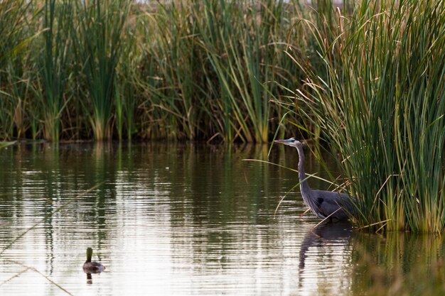 Great blue heron in natural habitat on South Padre Island, TX.