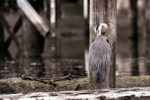 Great Blue Heron preening and cleaning its feathers while standing on a log