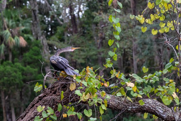 The great blue heron sitting on a tree