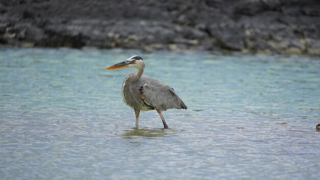 Photo great blue heron