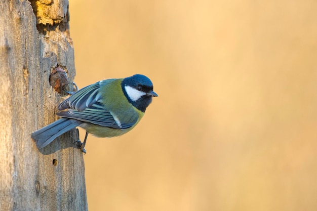 great blue tit bird portrait while looking at you