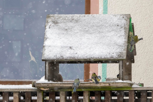 Great blue tit in winter snow