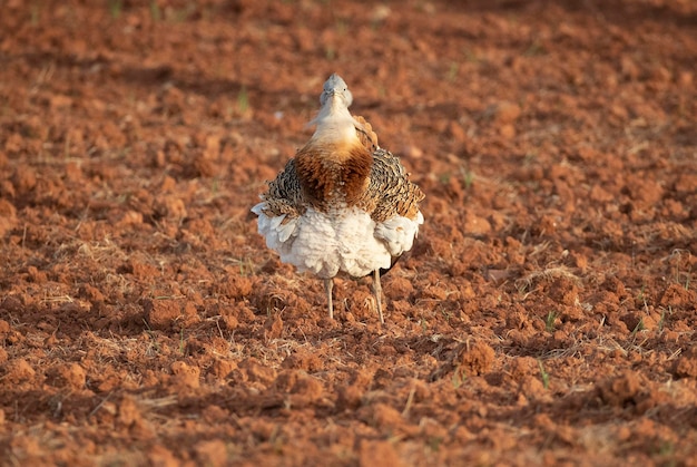 Photo great bustard male in the rutting season in an unsown field of cereals in spring in central spain