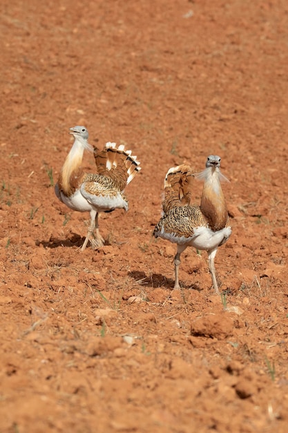 Great bustard males in the rutting season in an unseeded field of cereals in spring in Central Spain