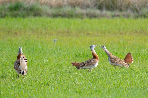 Great bustard (Otis tarda) Ciudad Real, Spain