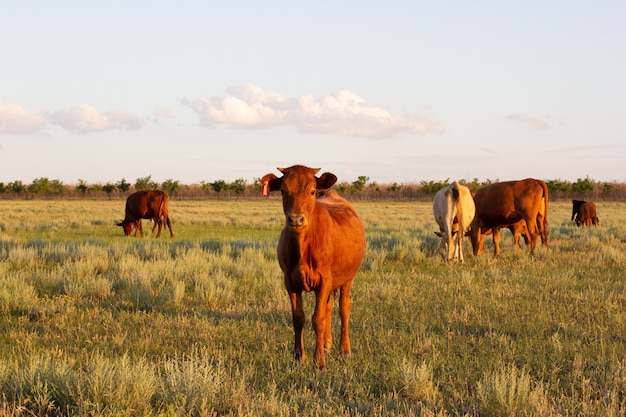 Great Caucasus cow calf looking at the camera