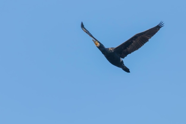 Great Cormorant in flight (Phalacrocorax carbo)