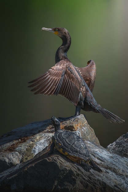 Great cormorant Phalacrocorax carbo