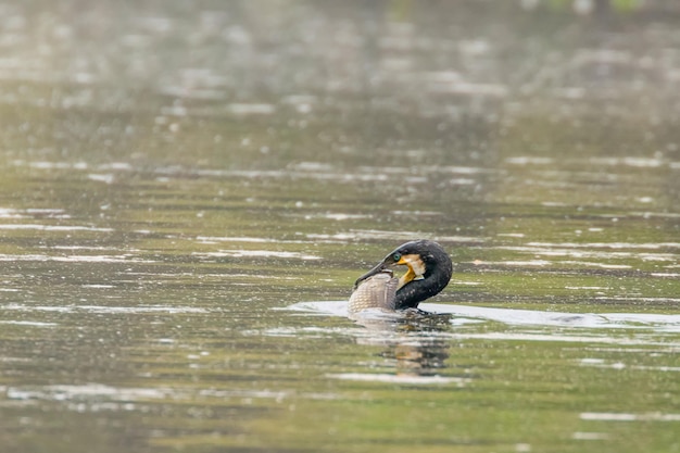 Great Cormorant with Fish (Phalacrocorax Carbo) Cormorant Hunting