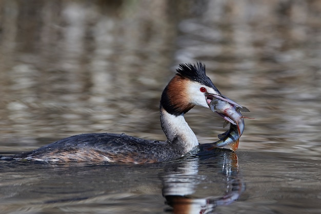 Great crested grebe (Podiceps cristatus)