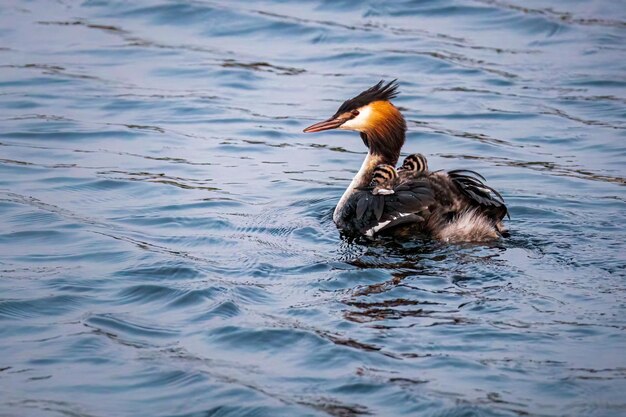 Photo great crested grebe podiceps cristatus