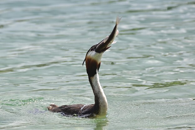 great crested grebe