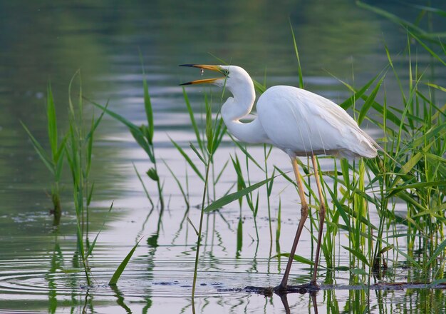 Great egret Ardea alba A bird stands on the bank of a river tossing a caught fish