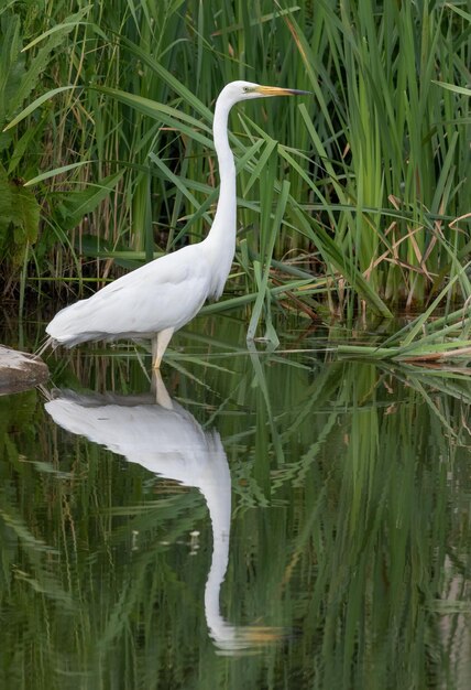 Great egret Ardea alba A bird walks in shallow water along the shore and catches fish or frogs