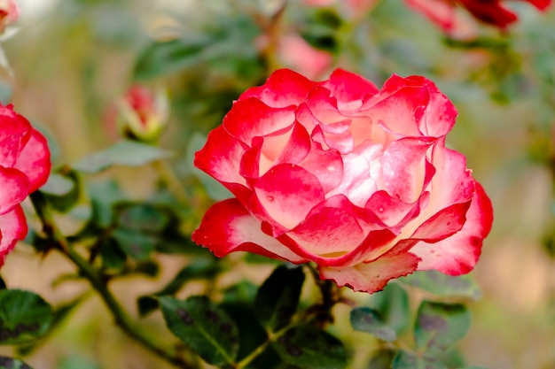 Great gala variety of red and white rose grown in the Palermo rose garden in Buenos Aires. Ornamental plants