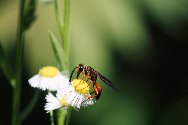 Photo great golden digger wasp