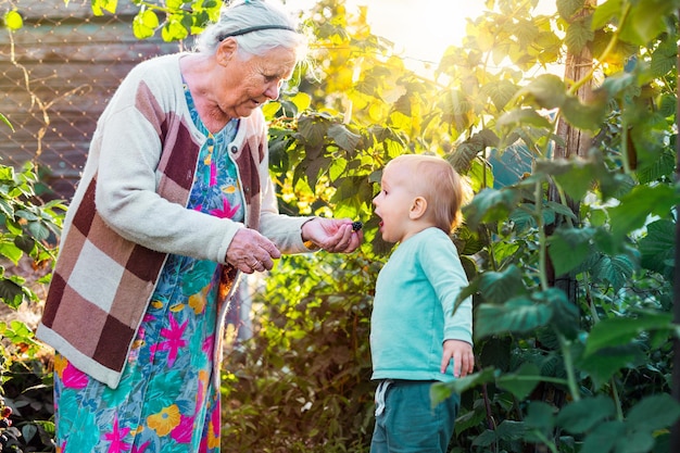 Great grandmother with grandchild in the yard treat grandson with raspberry in summer Very old senior woman with a little boy outdoor