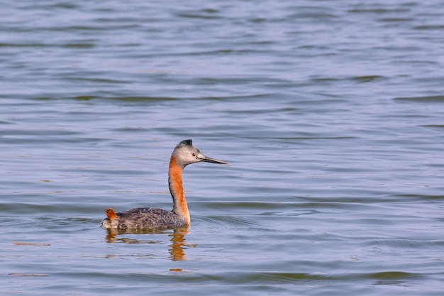 Great Grebe Podiceps major