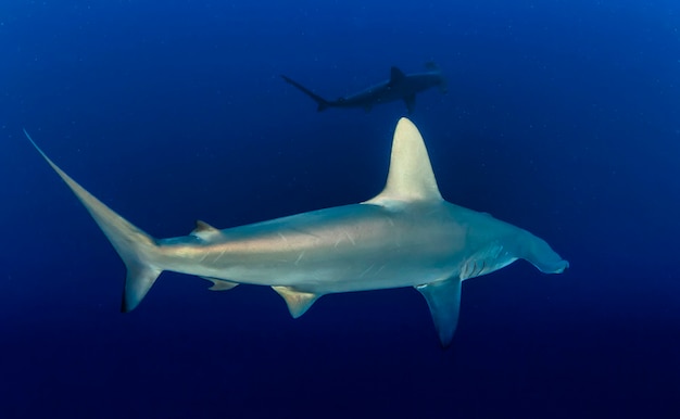 Great Hammerhead Shark. School of Hammerheads swimming in Red sea. Sharks in wild. Marine life underwater in blue ocean. Observation animal world. Scuba diving adventure in Red sea, coast Africa