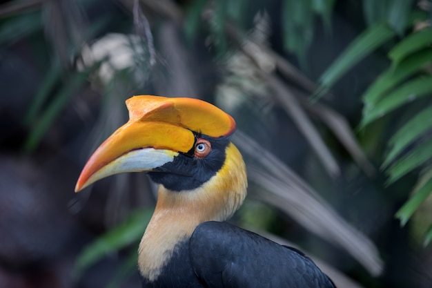 Photo great hornbill bird