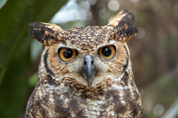 The great horned owl (Bubo virginianus), also known as the tiger owl or the hoot owl, is a large owl native to the Americas.