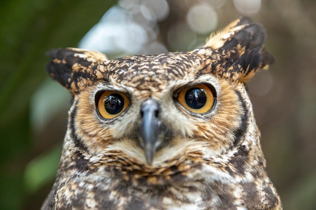 The great horned owl (Bubo virginianus), also known as the tiger owl or the hoot owl, is a large owl native to the Americas.