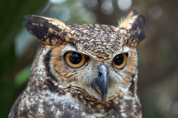 The great horned owl (Bubo virginianus), also known as the tiger owl or the hoot owl, is a large owl native to the Americas.