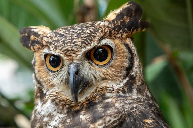 The great horned owl (Bubo virginianus), also known as the tiger owl or the hoot owl, is a large owl native to the Americas.