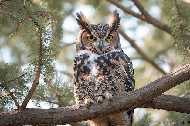 Great Horned Owl in a forest