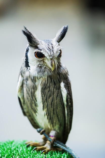 Photo great horned owl looks