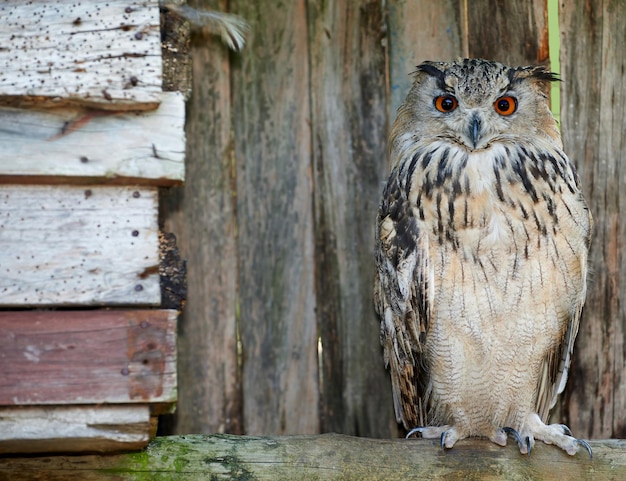 Photo great horned owl a photo of a great horned owl